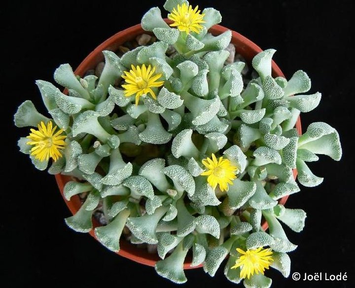 Rhinephyllum broomii ©Jlcoll.4015